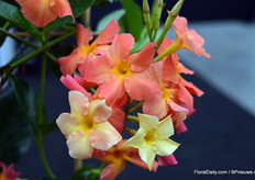Close up of Opale Orange Coral of DHMI. In this picture, you can clearly see the color change of the flowers.